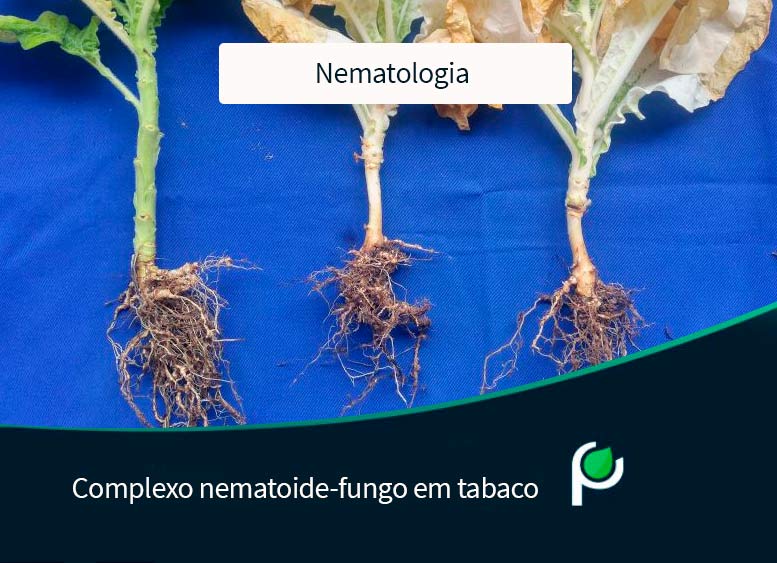 Cultura do tabaco e o complexo nematoide-fungos