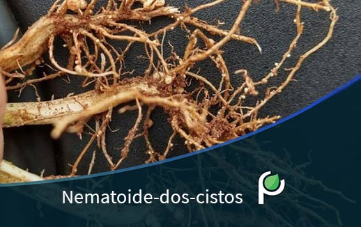 Nematoide-do-cisto da soja (Heterodera glycines): conheça e combata
